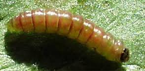 tignola