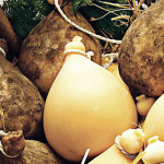 caciocavallo