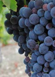 vino6