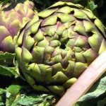 carciofo