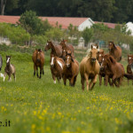 cavalli