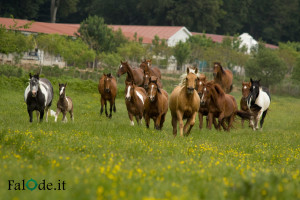 cavalli