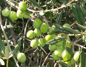 oliodoliva1
