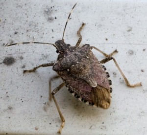 cimice