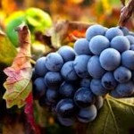 vino7