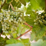 Fiano2 (1)
