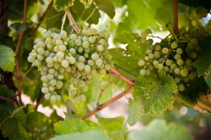 Fiano2 (1)