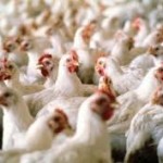 galline