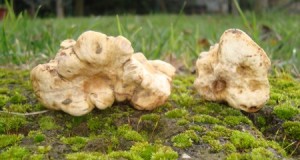 tartufo-bianco