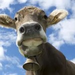 mucca