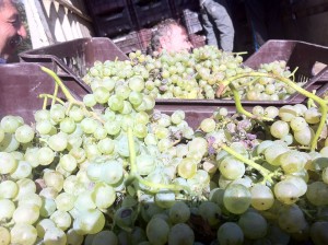 vende25-04 fiano