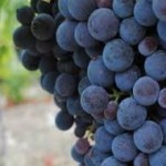 vino6