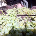 vende25-04 fiano