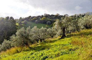 sangiovanni