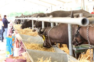 Foto Fiera Agricola 2013