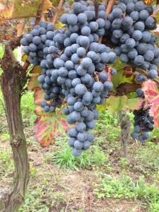 vendemmia piedirosso