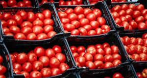 pomodoro