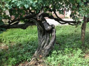 vite_centenaria_di_casavecchia