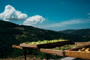 FicomonnatodiPrignanoCilento_Campania_ArchivioSlowFood (2)-X2