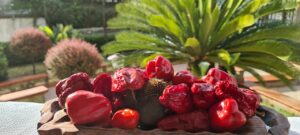 Calabria_peperoncino tri pizzi_Arca del Gusto-X2
