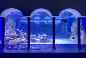 acquario-di-napoli-730x491