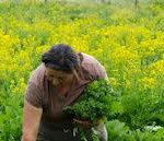 Broccolo aprilatico di Paternopoli