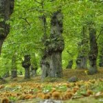 itinerari – Tra vino e oro bianco