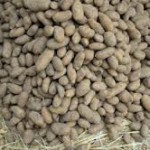 Patata interrata del Taburno
