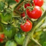 Parassiti del pomodoro