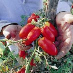 San Marzano, l’oro rosso ritorna prezioso