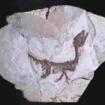 Museo del Sannio, un tuffo nel tempo con il piccolo Ciro in questo 1° maggio