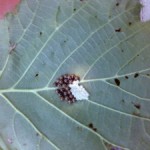 Progetto Corylia: la Cerere continua nella difesa del nocciolo e del noce·