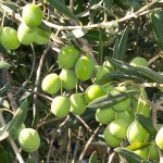 Scarti del frantoio per arricchire altri prodotti