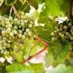 Campania Stories “I Vini Bianchi” ,ottanta aziende in prima linea