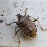 Halyomorpha halys, nuovo insetto esotico minaccia le nostre colture