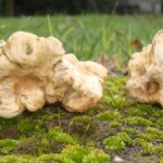 Insediato il “Tavolo regionale per la tutela del Tartufo in Campania”