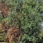La Xylella fastidiosa attacca gli olivi salentini