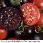 Arriva il pomodoro viola