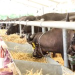 A Fiera Agricola l’ottava Mostra Nazionale della Bufala Mediterranea Italiana