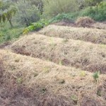 Agricoltura Sinergica, un nuovo modo di rispettare la terra