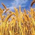 Grano Armando sceglie i SOCIAL MEDIA per parlare ai consumatori
