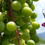 Ecco il Casavecchia Wine Festival