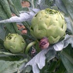 Una ricetta per il bianco del basso Tanagro