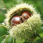 Il raccolto delle castagne crolla al minimo storico