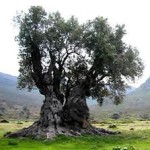 Pasqua: per la prima volta senza rami d’ulivo, allarme contagio