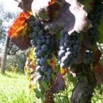 Prime previsioni dell’associazione enologi enotecnici italiani sulla vendemmia 2015