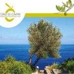 “L’oro di Capri” ha il colore dell’olivo