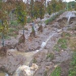 L’alluvione colpisce duramente i vigneti sanniti