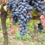 Vino: approvato in cdm decreto per nuovo sistema autorizzazioni di impianti
