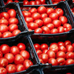 Allarme invasione di pomodoro dal Marocco